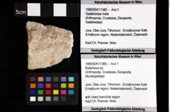 Foto (Objket + Etiketten) von Bullariscus sp. 